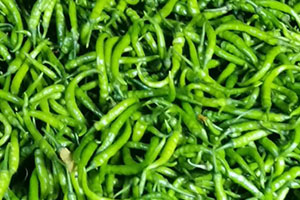 EK-GALOYA PIONEER AGRO LIMITED